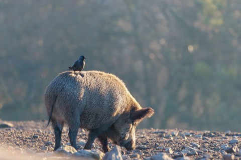 A wild boar (Sus scrofa)stands backlit by the sun on a clearing searching for food. A western