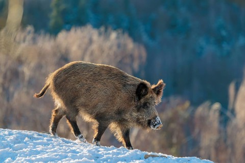 A wild boar (Sus scrofa) stands in the backlight of the sun on a snow-covered mound. A forest can
