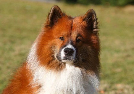 Large Elo (Canis lupus familiaris), male 3 years, portrait, North Rhine-Westphalia, Germany