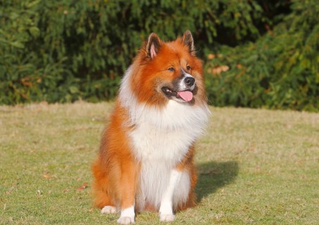 Large Elo (Canis lupus familiaris), 3 years old, sitting on a meadow, North Rhine-Westphalia,