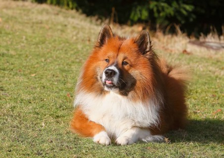 Large Elo (Canis lupus familiaris), male dog, 3 years old, lying on a meadow, North