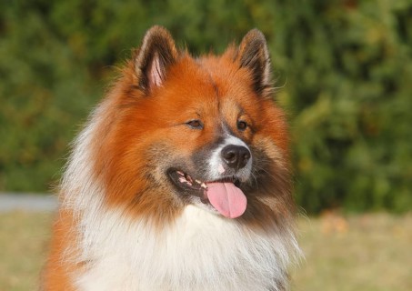 Large Elo (Canis lupus familiaris), male 3 years, portrait, North Rhine-Westphalia, Germany
