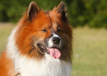 Large Elo (Canis lupus familiaris), male dog, 3 years, portrait, North Rhine-Westphalia, Germany