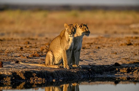 Two lionesses (Panthera leo) in the morning light at the Nxai Pan waterhole, Nxai Pan National