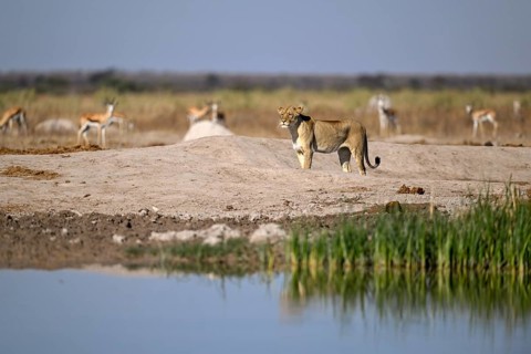 Lioness (Panthera leo) in the morning light at the Nxai Pan waterhole, Nxai Pan National Park, near