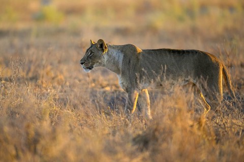 Lioness (Panthera leo) in the morning light in the tall grass, Nxai Pan National Park, near Gweta,