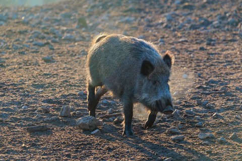 A wild boar (Sus scrofa), runs backlit by the sun across a clearing. Bavaria, Germany