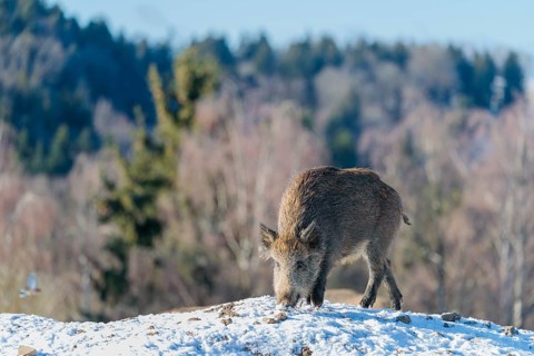 A young wild boar (Sus scrofa) searches for food on a snow-covered hill, backlit by the sun. A