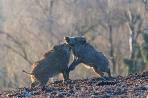 Two young wild boars (Sus scrofa) wrestle with each other in the backlight of the sun in a clearing