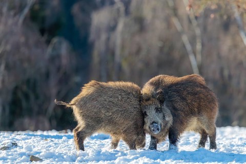 Two young wild boars (Sus scrofa) wrestle with each other in the backlight of the sun in a clearing