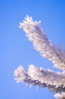 Close-up of frosty pine branches against clear blue sky, Black Forest, Germany