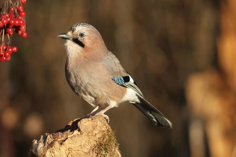 Eurasian jay (Garrulus glandarius) at winter feeding in the forest, Allgäu, Bavaria, Germany,
