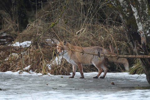 Red fox (Vulpes vulpes) secured on a frozen stream, Allgäu, Bavaria, Germany, Allgäu, Bavaria,