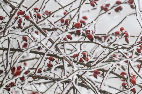 Rose hips on snow-covered branches, winter, Blaubeuren, Swabian Jura, Baden-Württemberg, Germany