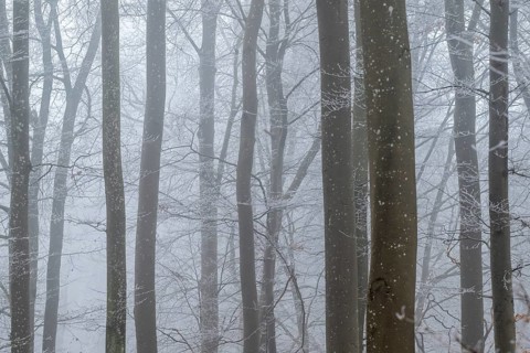Bare tree trunks stand close together in a foggy winter forest, Blaubeuren, Swabian Jura,