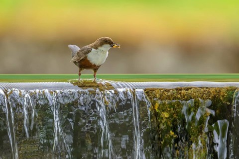 White-throated White-throated Dipper (Cinclus cinclus), standing on the edge of a weir with insects