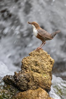 White-throated White-throated Dipper (Cinclus cinclus), standing on a tufa in front of a waterfall