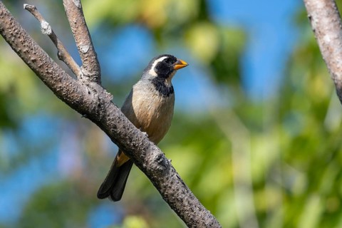 Golden-billed Saltator (Saltator aurantiirostris) in a tree, Buenos Aires, Argentina