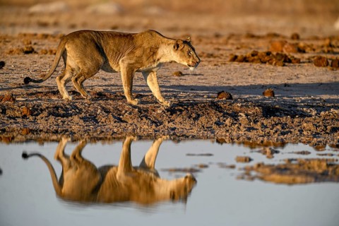 Lioness (Panthera leo) in the morning light at the Nxai Pan waterhole, reflection, Nxai Pan