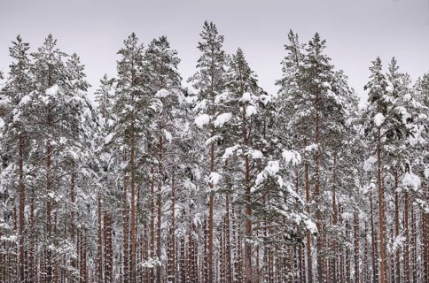 Deep snow-covered pine forest, near Jönköping, Jönköpings län, Sweden
