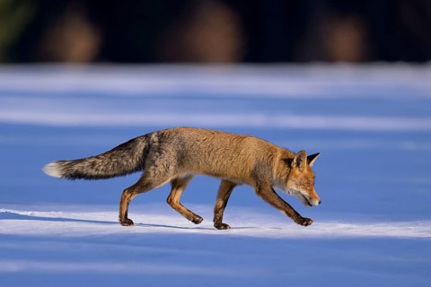 Red fox (Vulpes vulpes), foraging in a meadow covered with snow, Swabian Alb biosphere reserve,