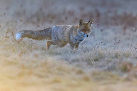Red fox (Vulpes vulpes), foraging in a meadow, Swabian Alb biosphere reserve, Baden-Württemberg,