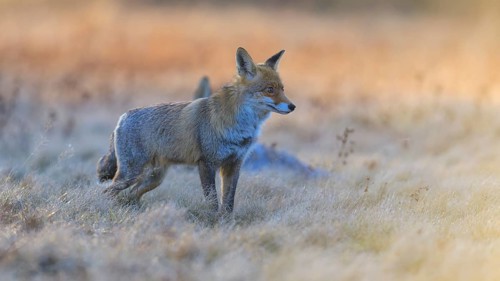 Red fox (Vulpes vulpes), securing at the leach in the last light, roe deer (Capreolus capreolus),