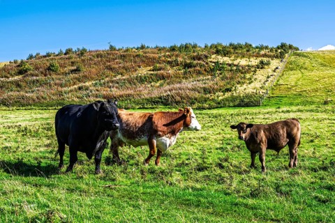 Bulls and Cows on Scottish Borders Farms, Scotland, UK