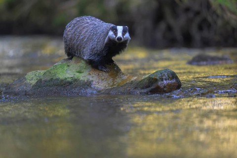 European badger (Meles meles), sitting on a stone in a stream in the last light, deciduous tree is