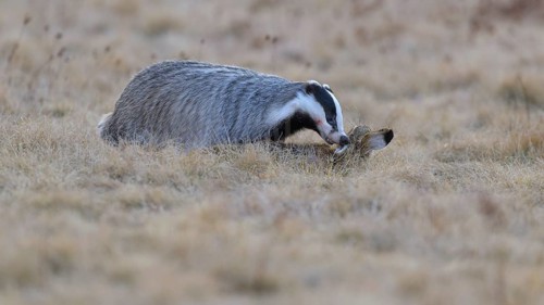 European badger (Meles meles), on roadkill, European hare (Lepus europaeus), in a meadow, Swabian