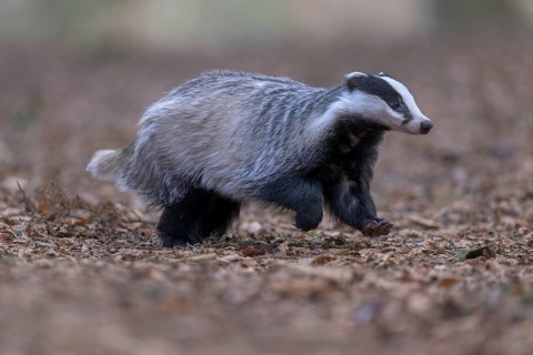 European badger (Meles meles), foraging in a beech forest, Swabian Alb biosphere reserve,