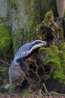 European badger (Meles meles), foraging on the trunk of an old beech tree, beech forest, Swabian