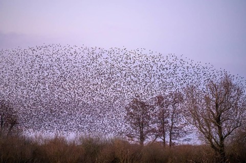 A flock of starlings (Sturnus vulgaris) forms impressive patterns in front of a colourful sky at
