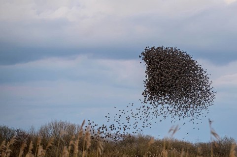 A flock of starlings (Sturnus vulgaris) draws a dynamic shape in the sky, Dümmer nature park Park,