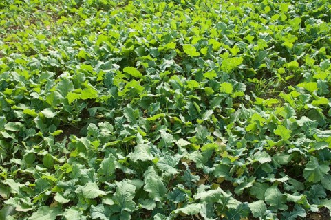 Winter rape, wintering, frost-resistant green manure plant, promotes the biological activity of the
