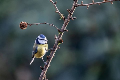 Blue tit (Parus caerulea), Emsland, Lower Saxony, Germany