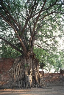 Buddha's head grown into the poplar fig (Ficus religiosa) . According to Buddhist tradition,