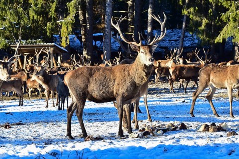 Wild feeding of red deer in the Allgäu region, Bavaria, Germany