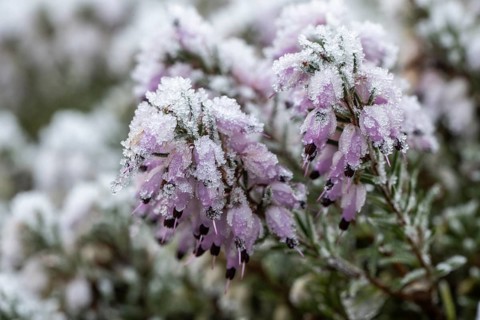 Snow heather (Erica carnea) in hoarfrost, Emsland, Lower Saxony, Germany
