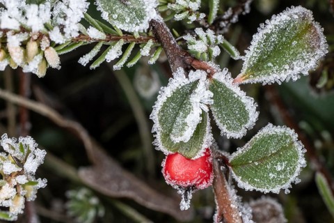 Cotoneaster horizontalis in hoarfrost, Emsland, Lower Saxony, Germany