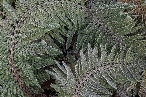 Fern fronds (Polystichum) in hoarfrost, Emsland, Lower Saxony, Germany
