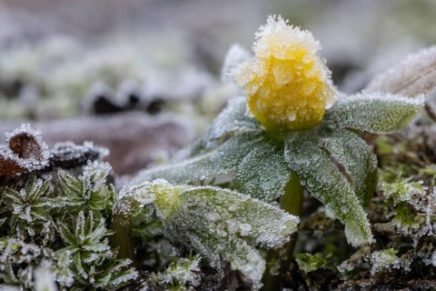 Winter aconite (Eranthis hyemalis) in hoarfrost, Emsland, Lower Saxony, Germany