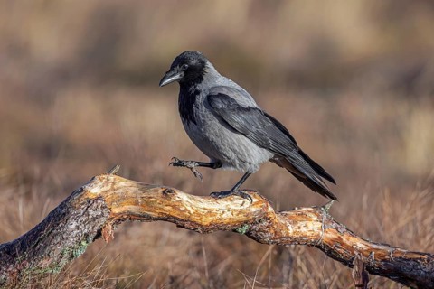 Northern European hooded crow (Corvus cornix cornix, Corvus corone cornix) perched on branch in
