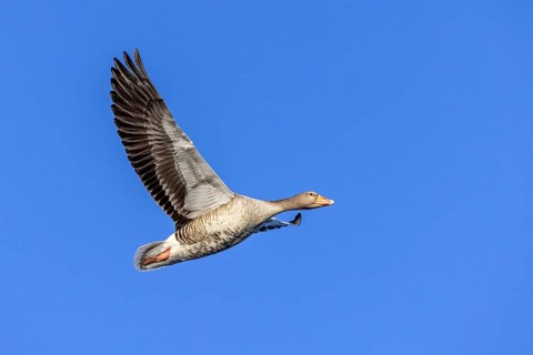 Greylag goose, graylag goose (Anser anser) flying against blue sky in winter