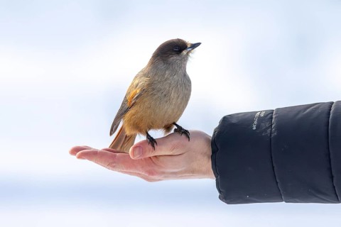 Man hand feeding Siberian jay (Perisoreus infaustus, Corvus infaustus) in snow covered forest in