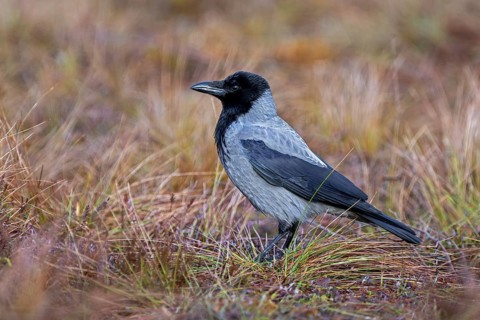 Northern European hooded crow (Corvus cornix cornix, Corvus corone cornix) foraging on the ground