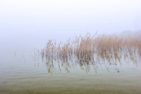 Common reeds (Phragmites australis, Phragmites communis) in reedbed, reed bed in wetland during