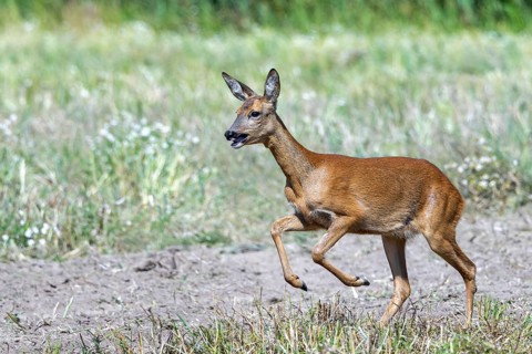 Fleeing European roe deer (Capreolus capreolus) doe, female running fast over field in summer