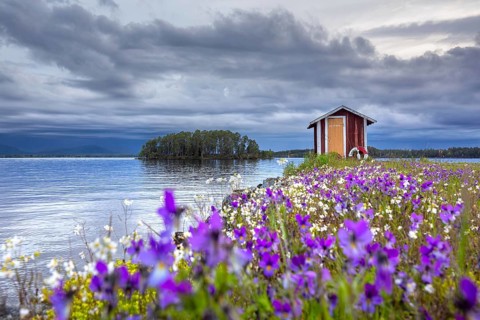 Colourful wildflowers and boathouse on the island Norderön in lake Storsjön in spring, Jämtland,