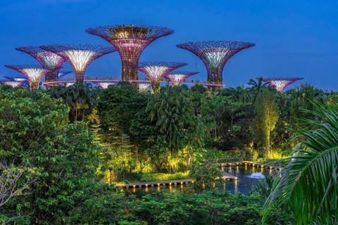 Supertree Grove, illuminated Supertrees with elevated walkway and restaurant towering over Gardens